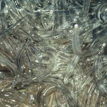 716 - Whitebait
