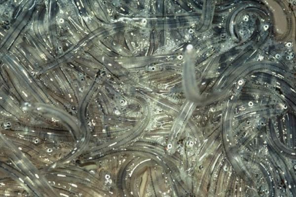 716 - Whitebait