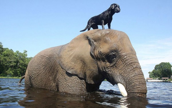 Chien - Elephant