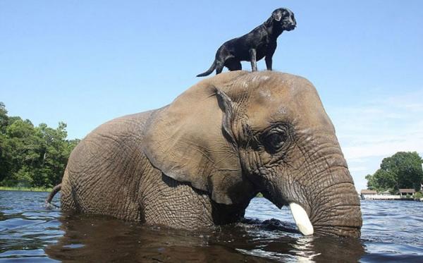 Chien - Elephant