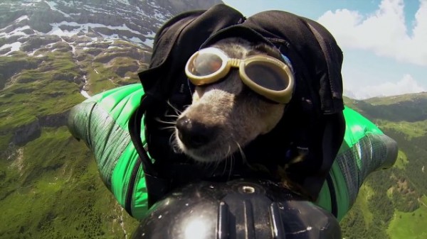 chien-wingsuit
